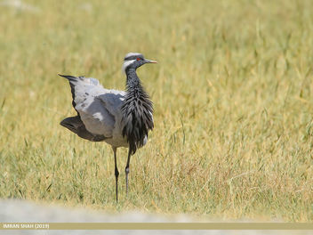 Demoiselle Crane (Grus virgo) - Kostenloses image #464401